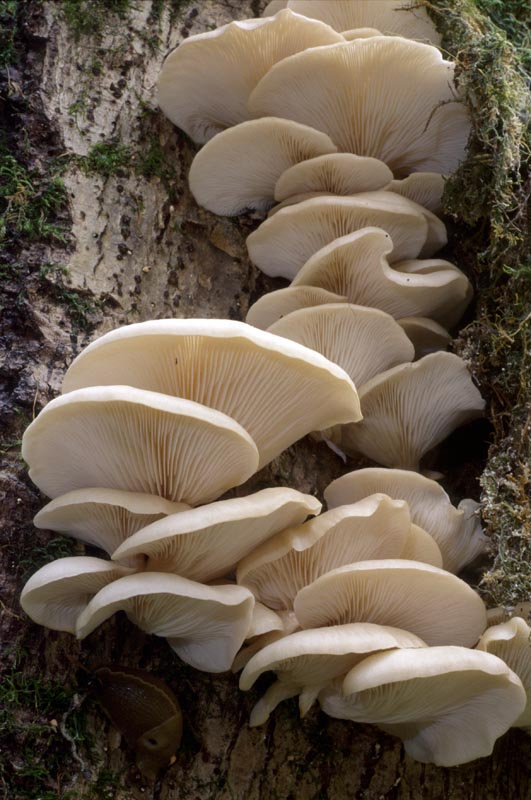Pleurotus populinus